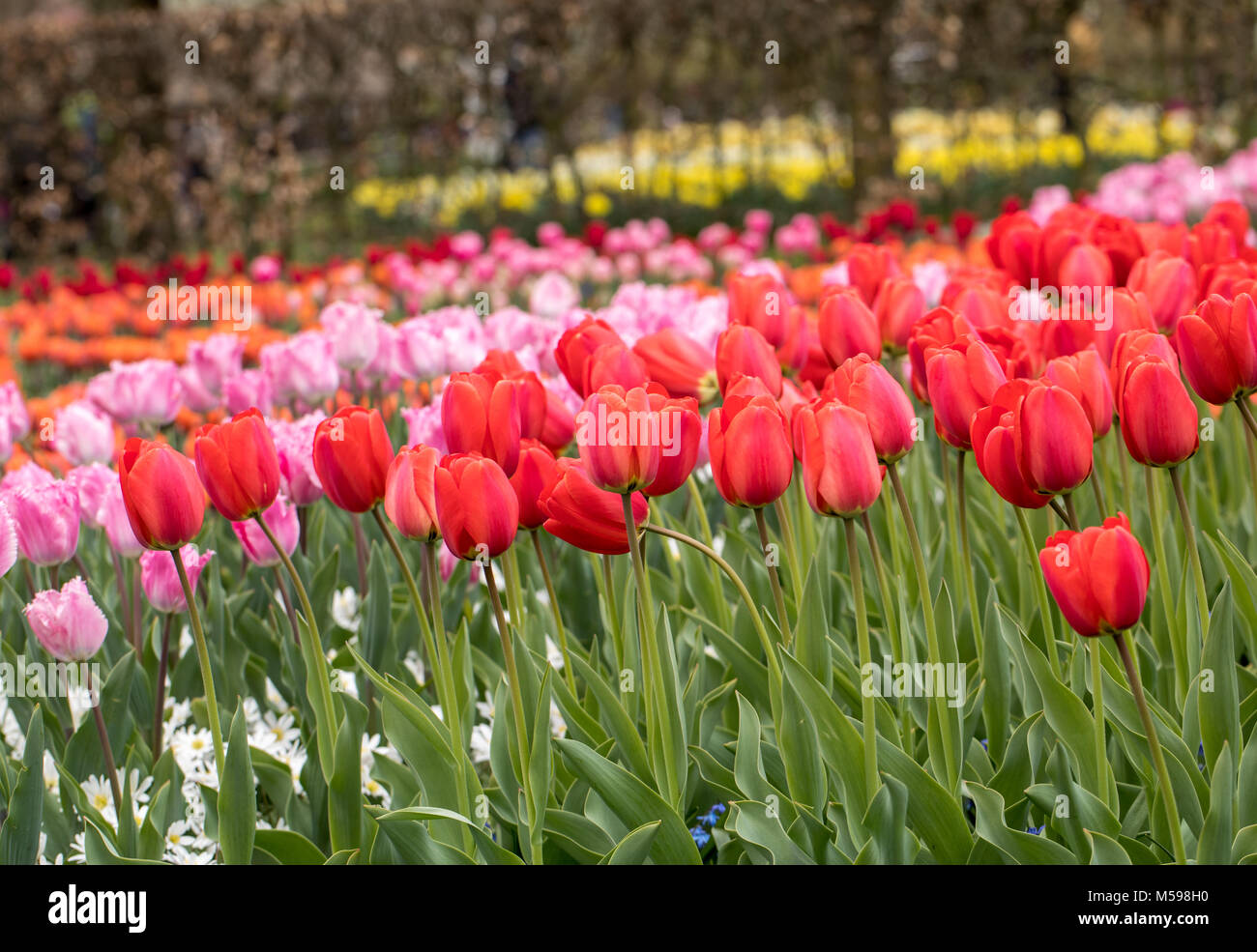 colorful tulips flowers blooming in a garden Stock Photo - Alamy