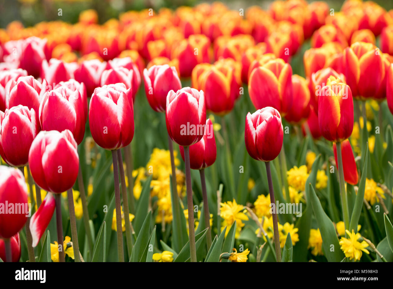 colorful tulips and daffodils blooming in a garden Stock Photo - Alamy