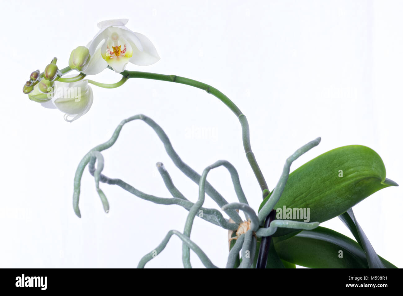 Spray of white and green flowers on a Phalaenopsis orchid plant and aerial roots growing in a white clay pot isolated on a white background. Stock Photo