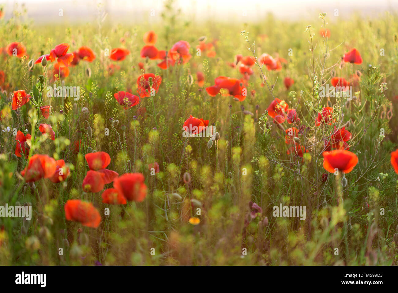 field with green grass and red poppies against sunset sky Stock Photo ...