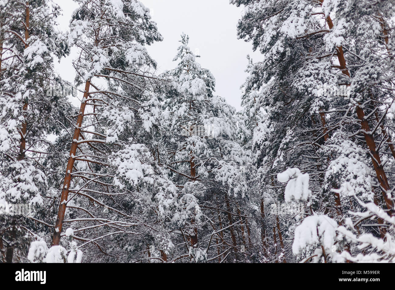 pine tree in the snow cover in cloudy day Stock Photo - Alamy