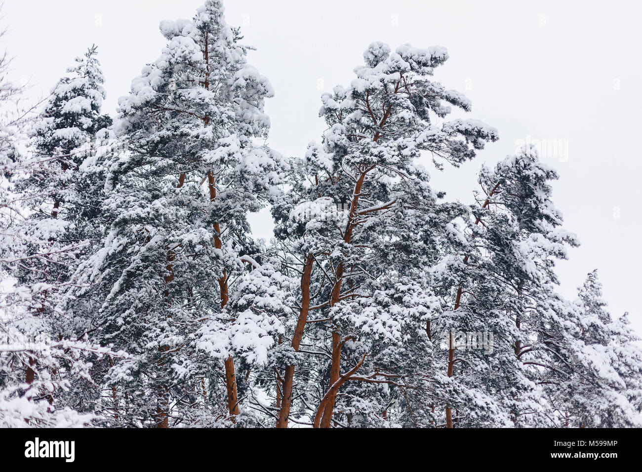 pine tree in the white snow cover across the winter forest in landscape ...