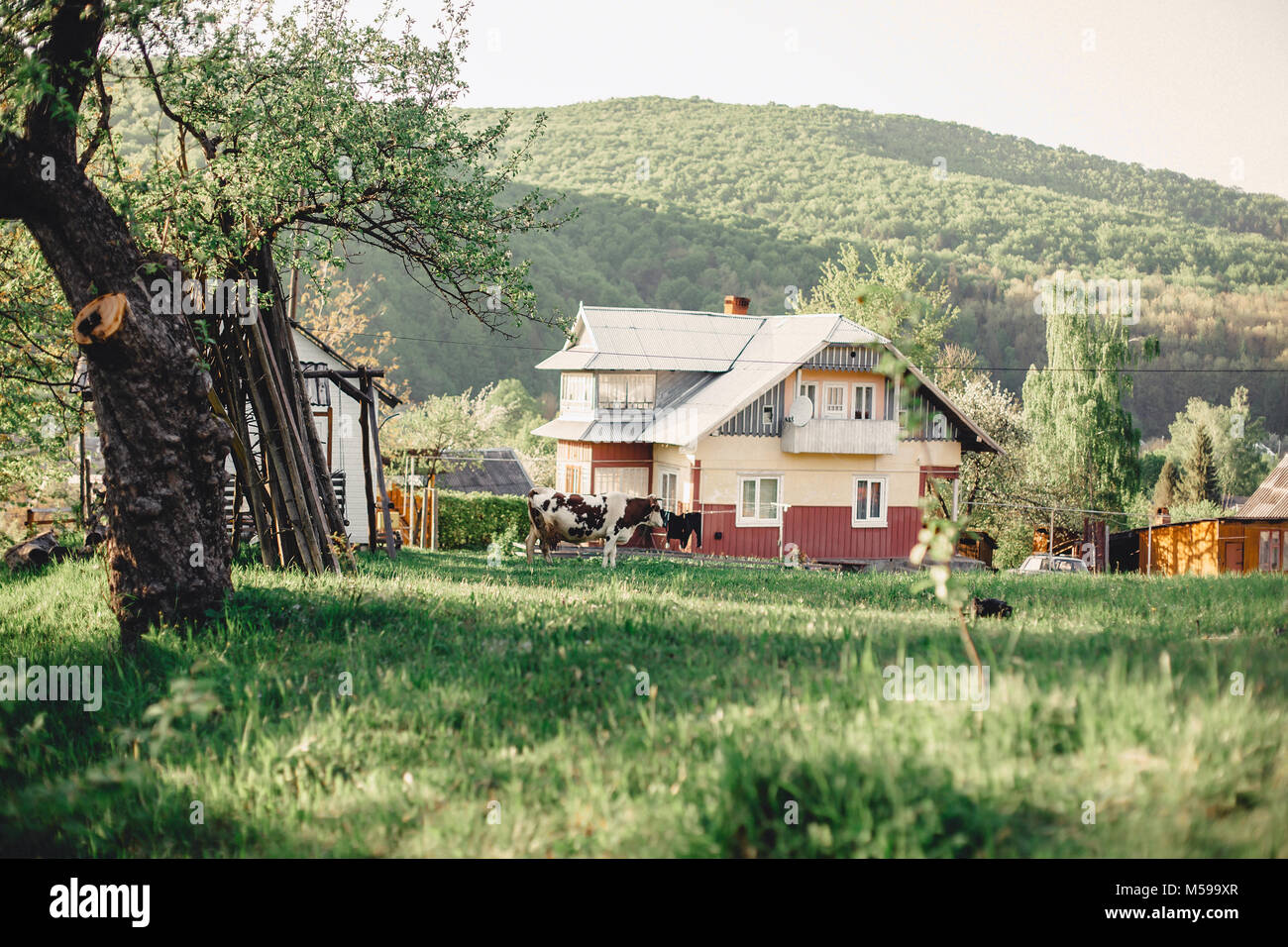 summer Carpathian mountain valley near the village with a view on the