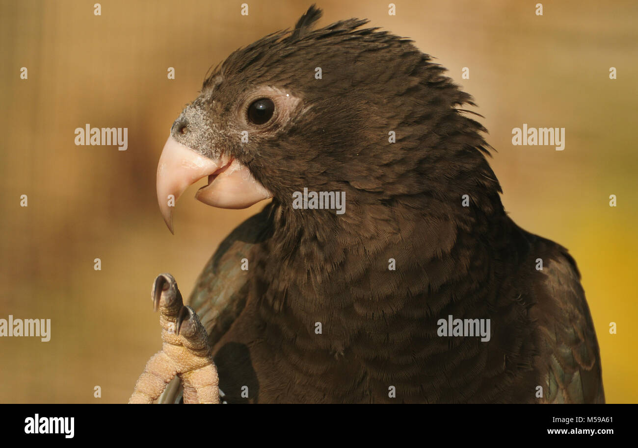 Grey parrot bird with pink beak Stock Photo Alamy