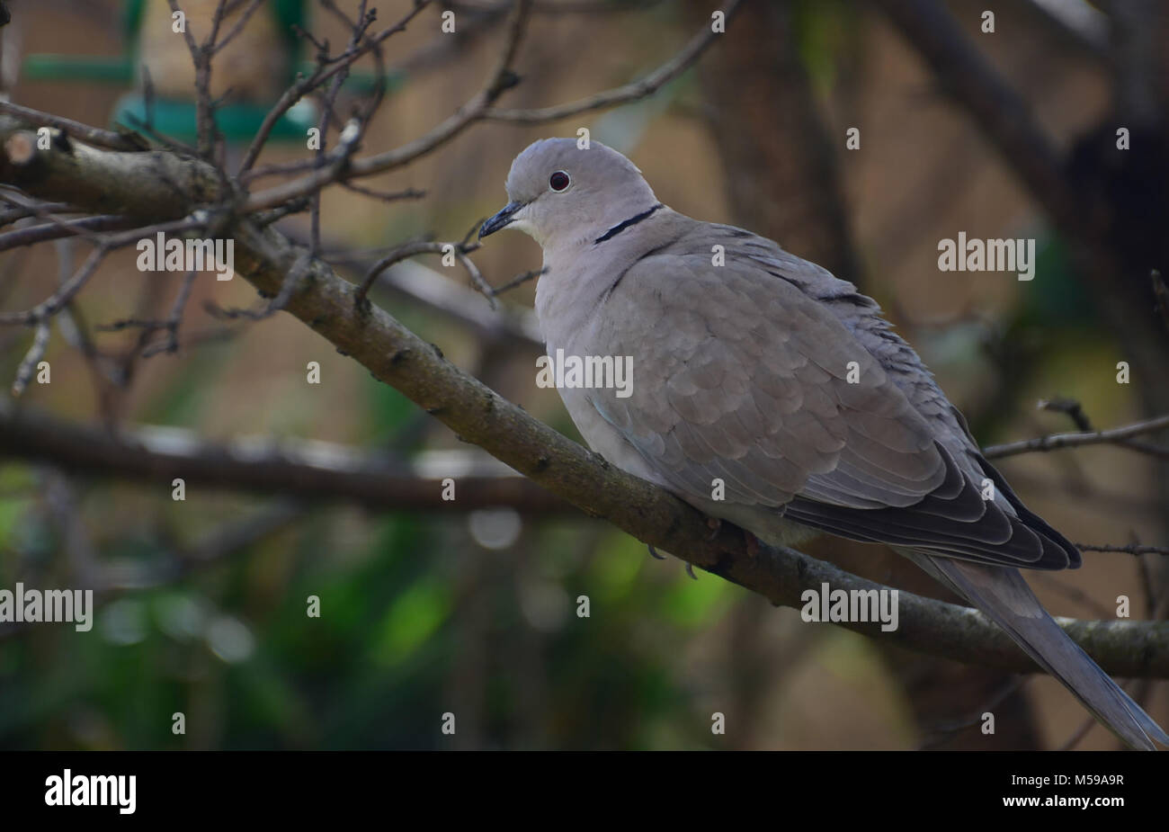 Eurasian collared dove, uk Stock Photo Alamy