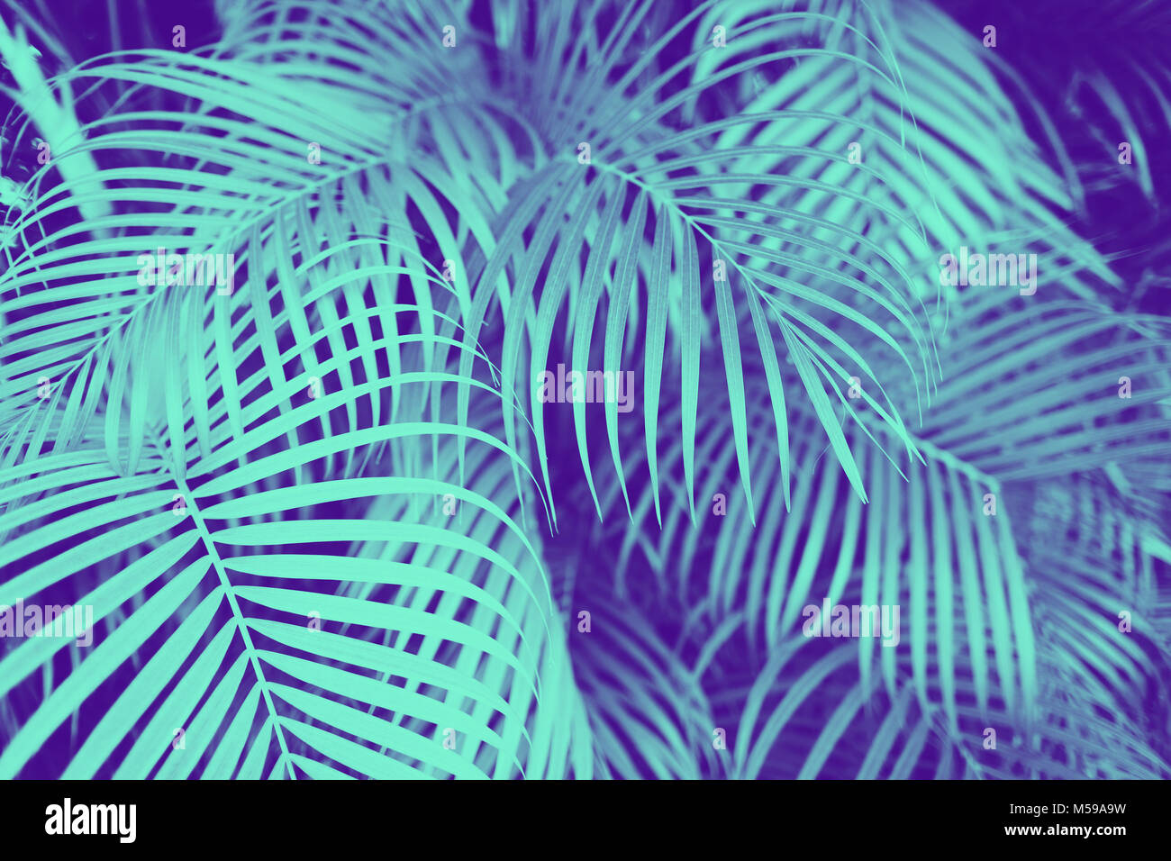 ultra violet and blue duotone palm tree leaves Stock Photo