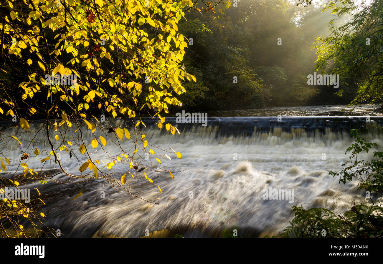 golden leaves highlighted over a flowing waterfall Stock Photo