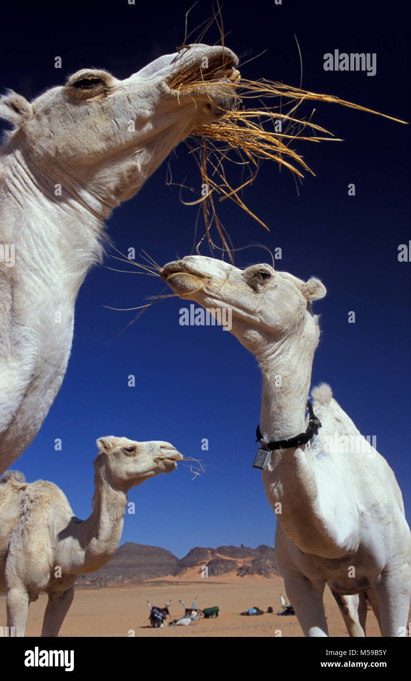 Libya. Near Ghat. Sahara desert. Akakus (Acacus) National Park. Camels eating. Stock Photo