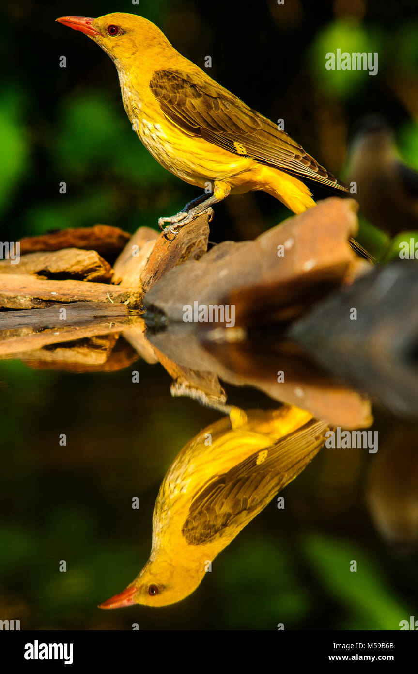 Golden Oriole (Oriolus oriolus) Stock Photo