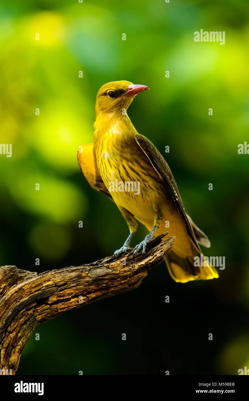 Golden Oriole (Oriolus oriolus) perched. Summertime Spain Stock Photo