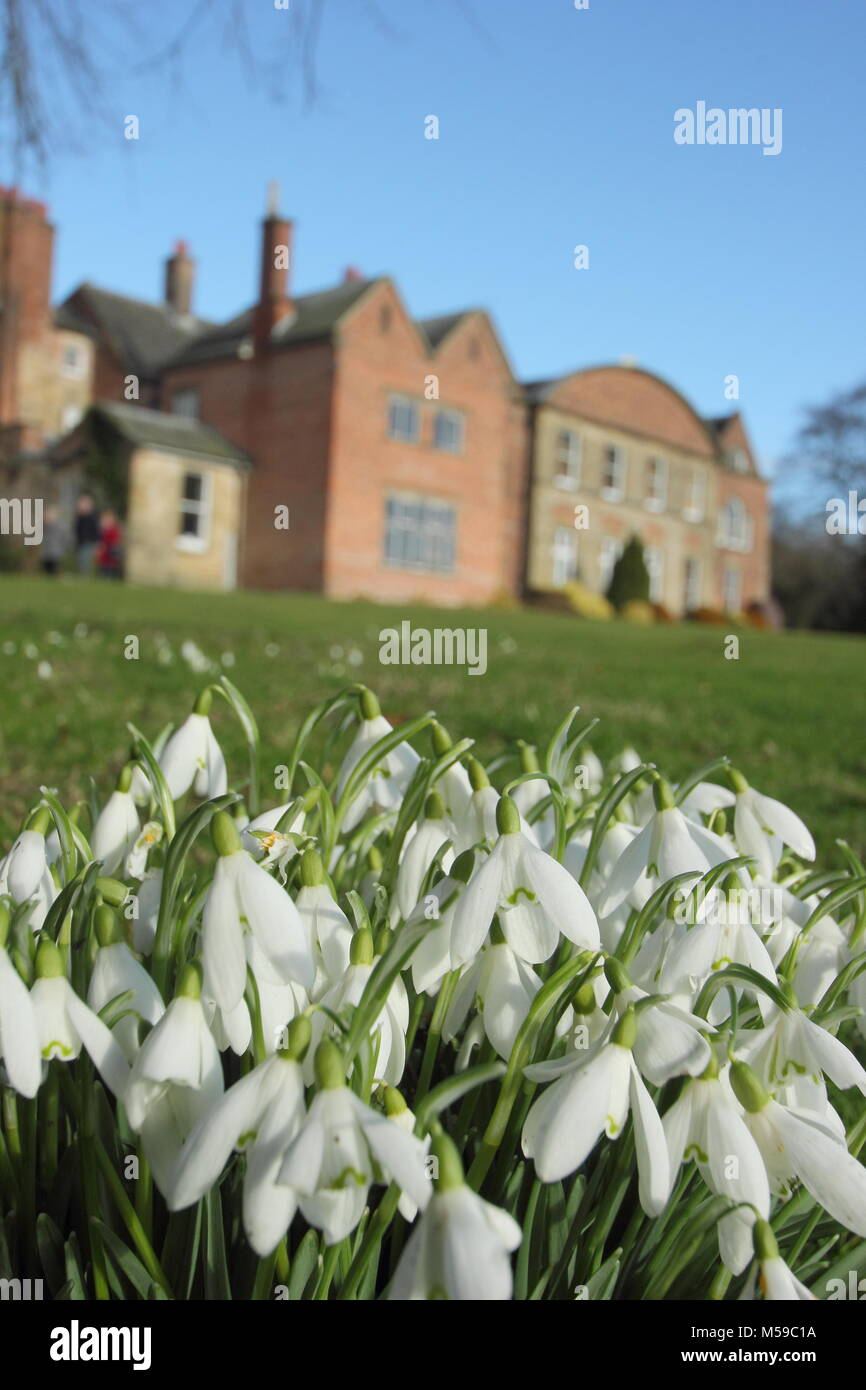 Snowdrops (galanthus nivalis) on the lawn at Hopton Hall, Derbyshire during the annual open garden event in February. UK Stock Photo