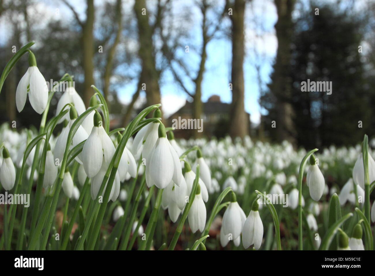 Snowdrops (galanthus nivalis) in the woodland garden at Hopton Hall, Derbyshire during the annual open garden event in February. UK Stock Photo