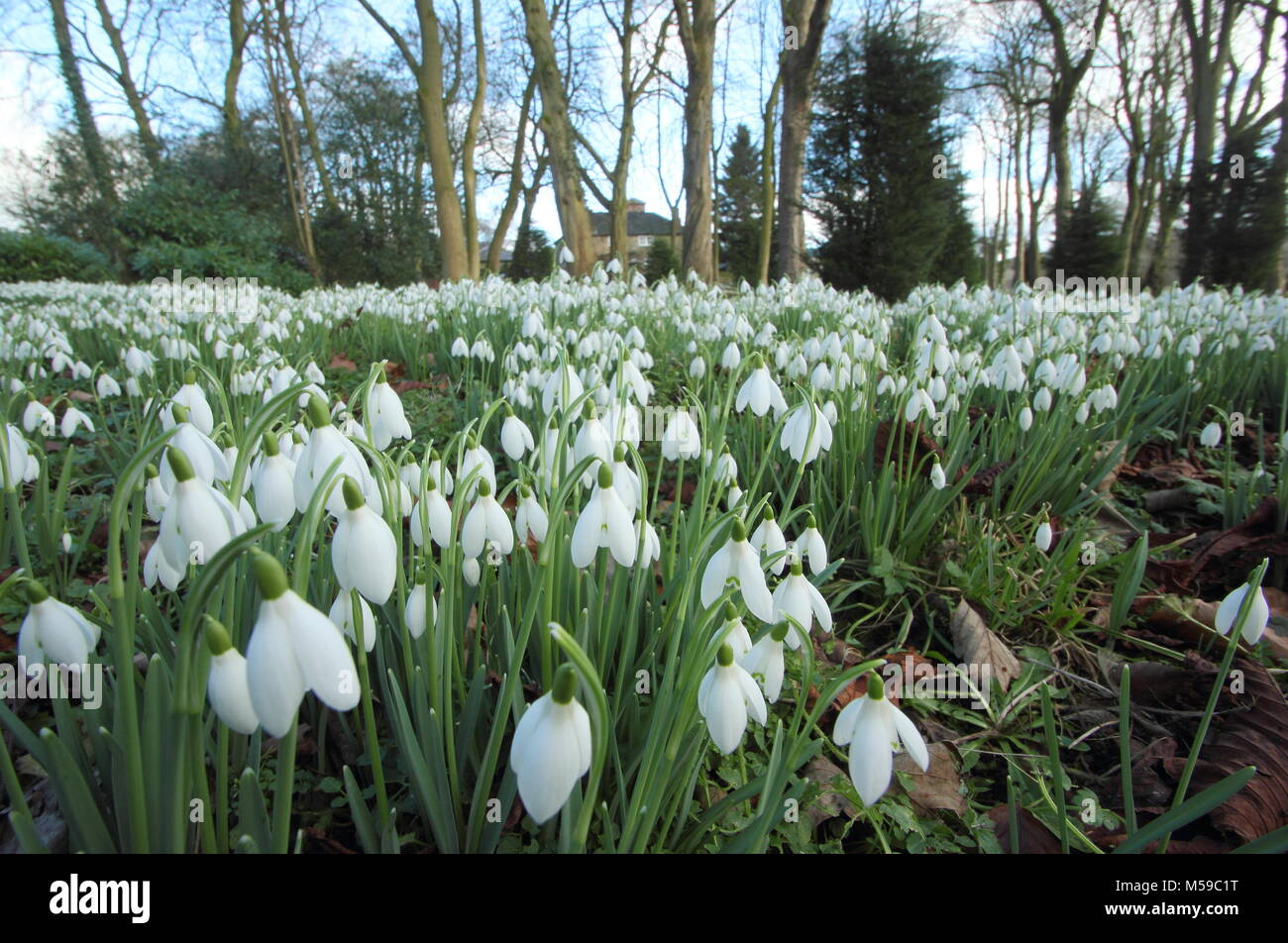 Snowdrops (galanthus nivalis) in the woodland garden at Hopton Hall, Derbyshire during the annual open garden event in February. UK Stock Photo