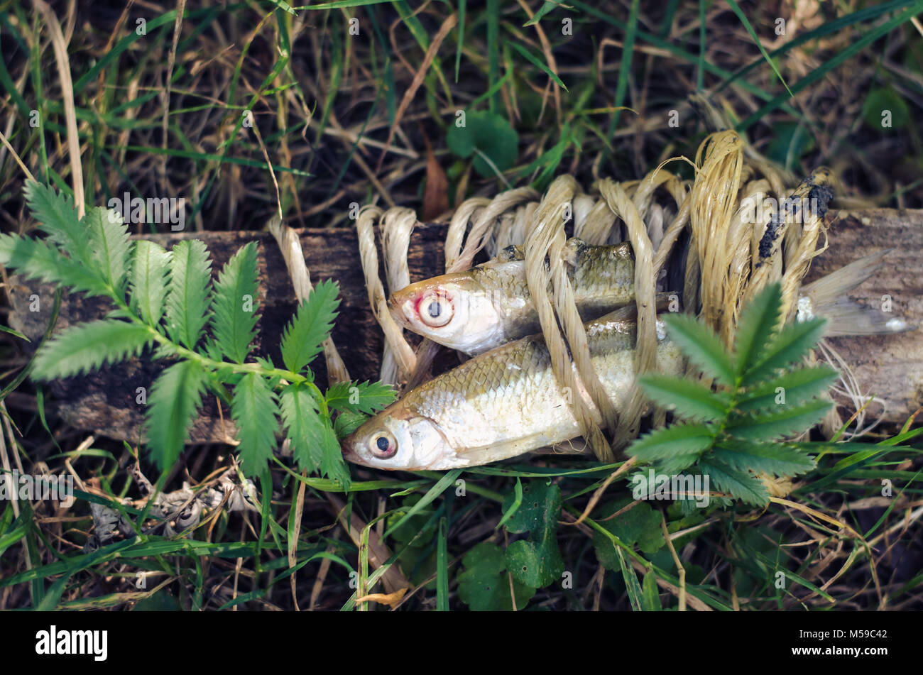 two sardines fishes decoration in the grass Stock Photo Alamy