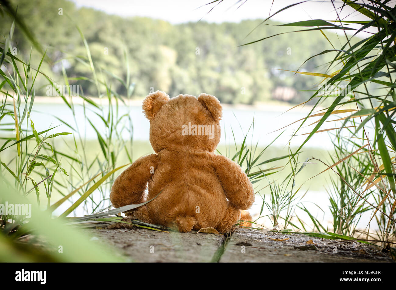 teddy bear toy sitting back to the camera alone at the lakeside Stock ...