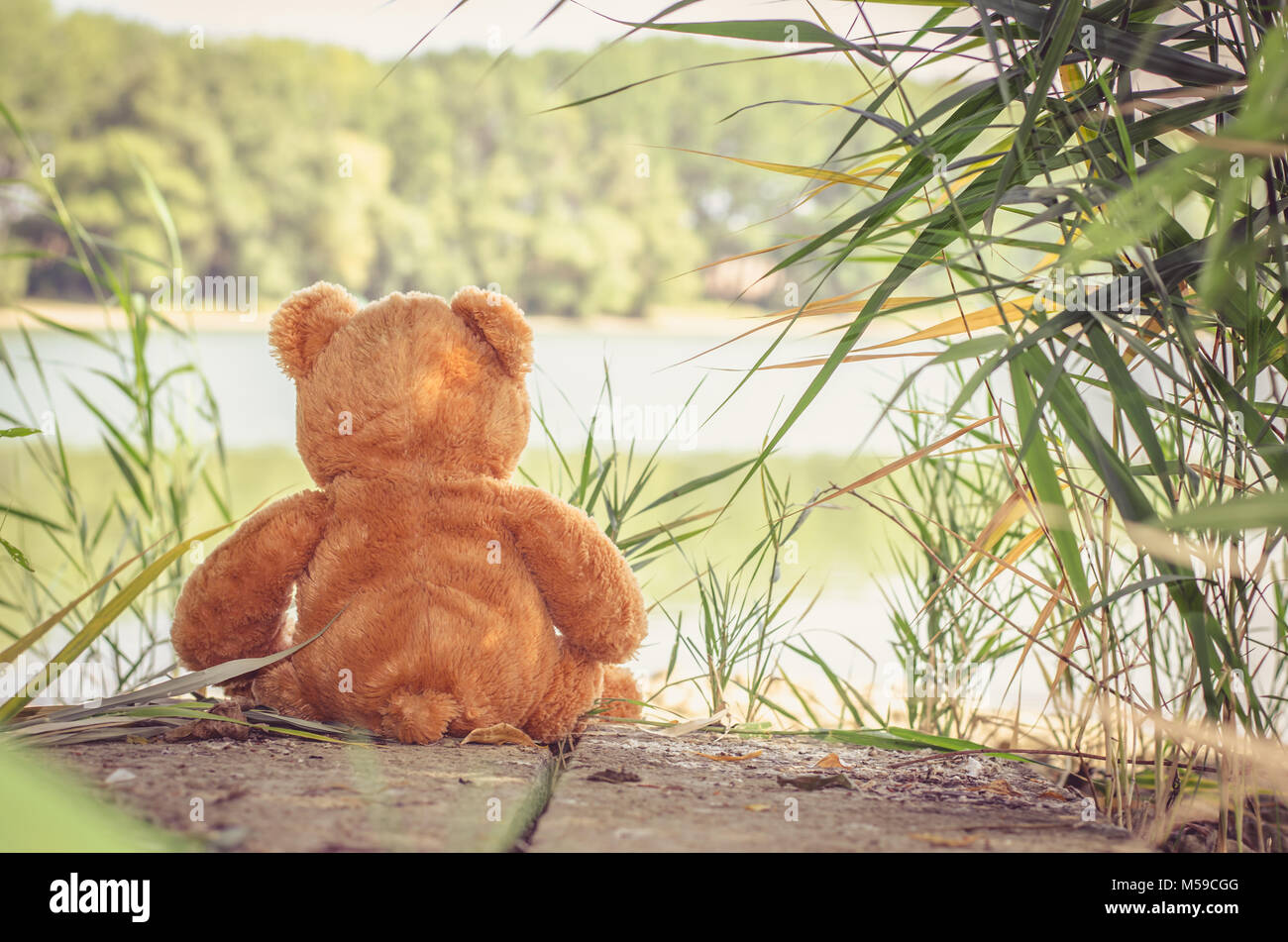 teddy bear toy sitting back to the camera alone at the lakeside Stock ...