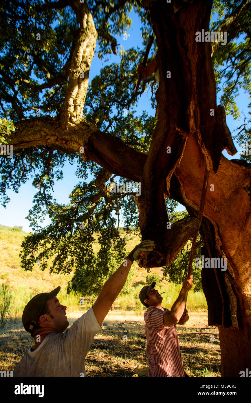 Cork workers, taking out the cortex of the corks. After that we can use