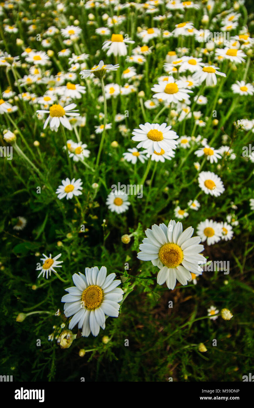 Many small field chamomiles in the wild among green grass Stock Photo ...