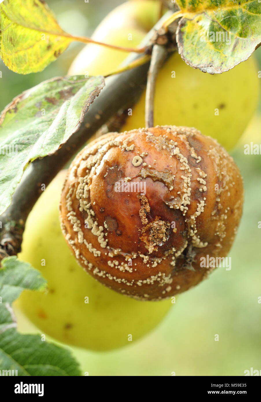 Malus domestica. Apple with brown rot (Monilinia laxa/monilinia fructigena) on a tree branch in an orchard, UK Stock Photo
