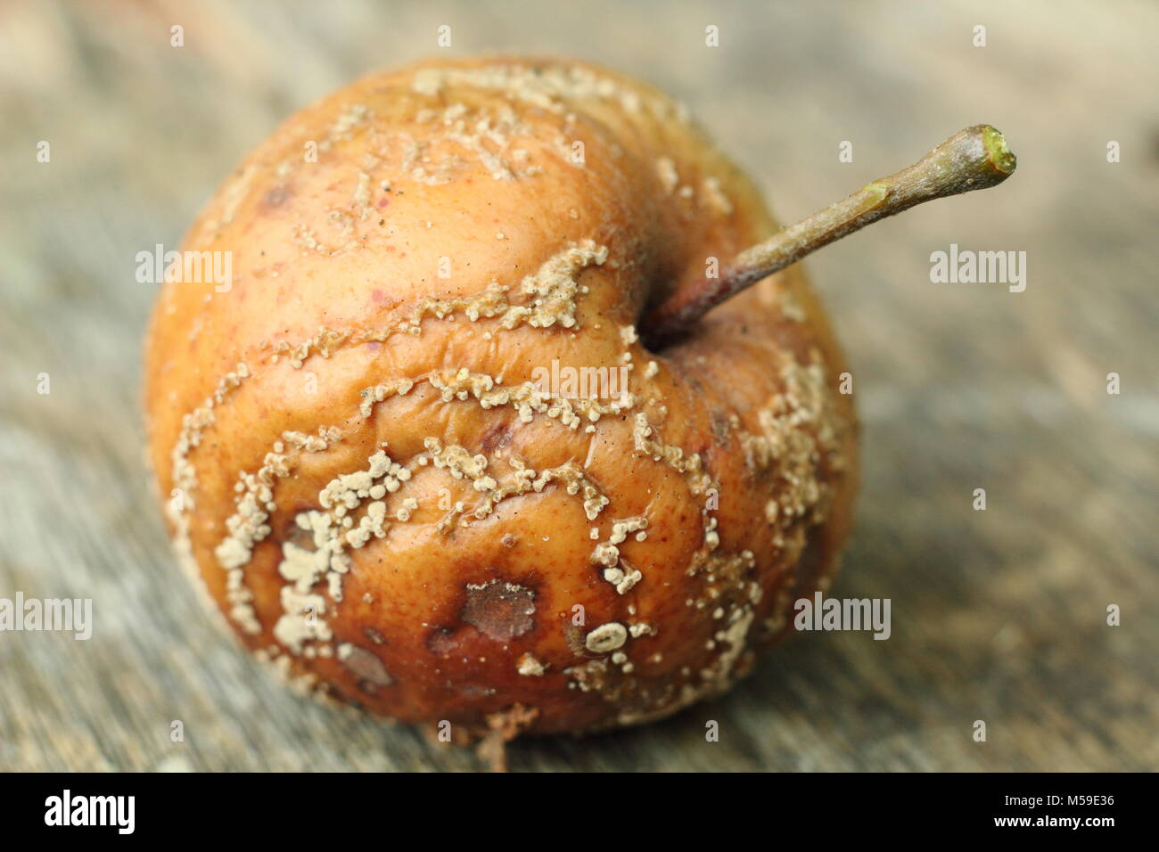 Malus domestica apple with brown rot (Monilinia laxa/monilinia fructigena) removed from tree in English orchard to discourage disease spread Stock Photo