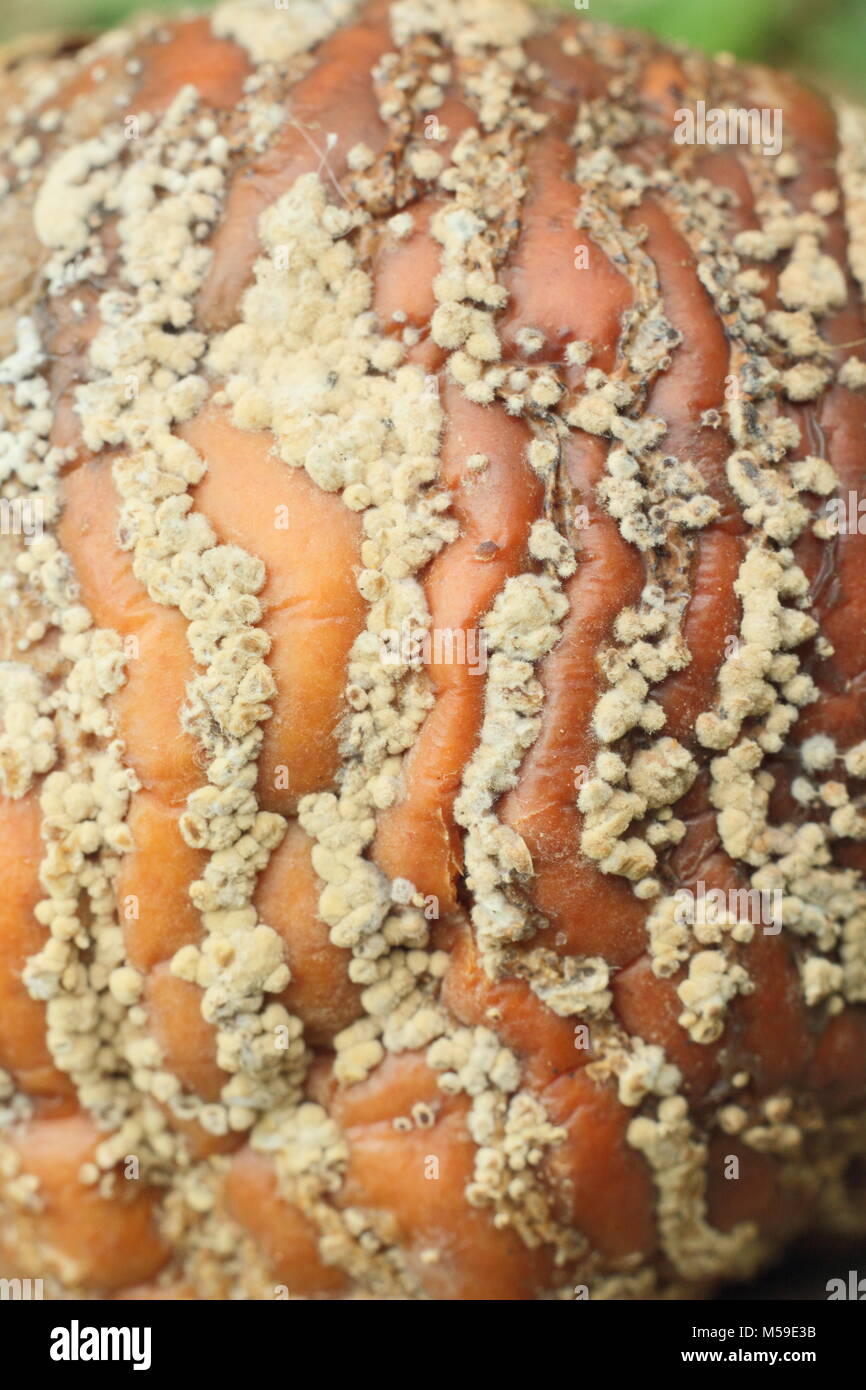 Malus domestica apple with brown rot (Monilinia laxa/monilinia fructigena) removed from tree in English orchard to discourage disease spread Stock Photo