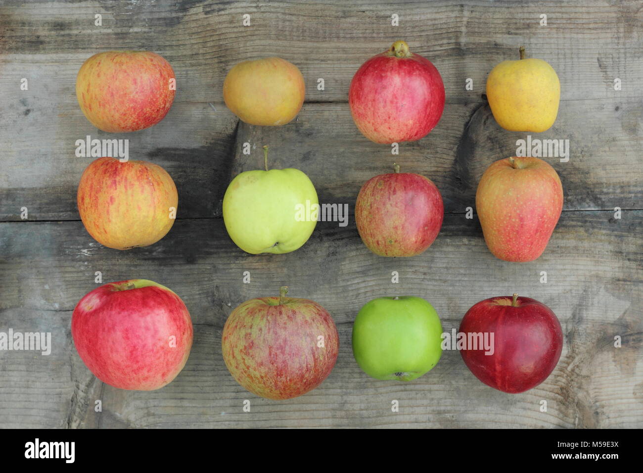 Malus domestica, British apples on wooden crate including Worcester Pearmain, Egremont Russet, Newton Wonder, Pitmaston Pineapple and Ribston Pippin Stock Photo