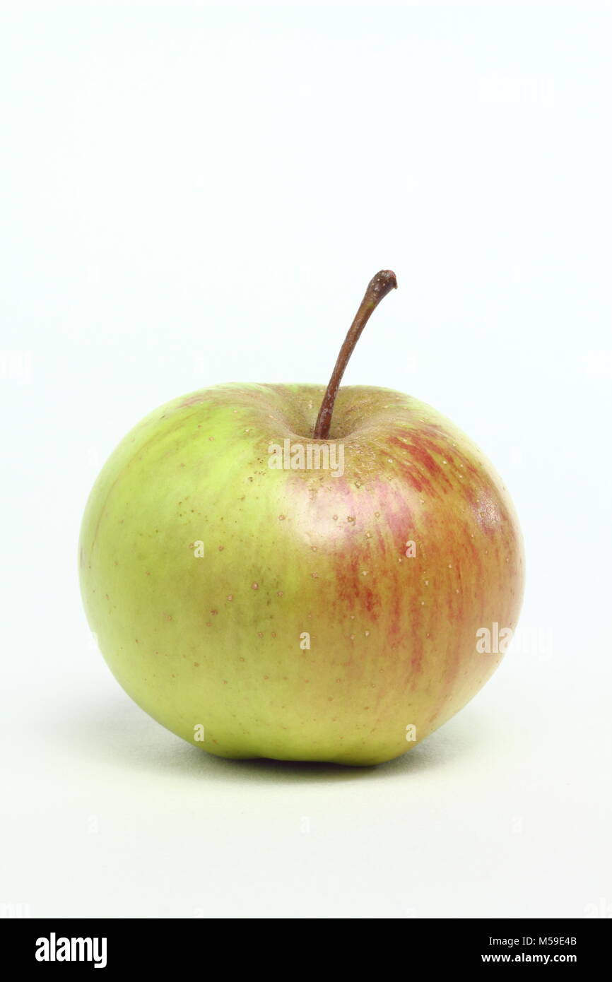 Malus domestica 'Lamb's Seedling', also called 'Langley Pippin', an heirloom English apple variety from Derbyshire, UK., white background. Stock Photo