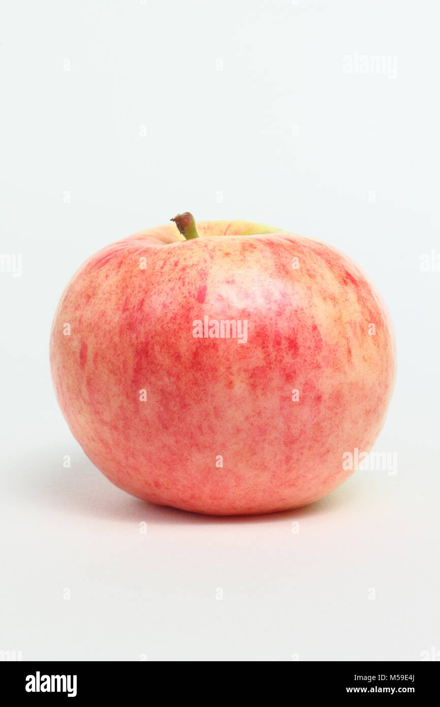 Malus domestica 'Monarch', an heirloom English apple variety. White background. UK Stock Photo