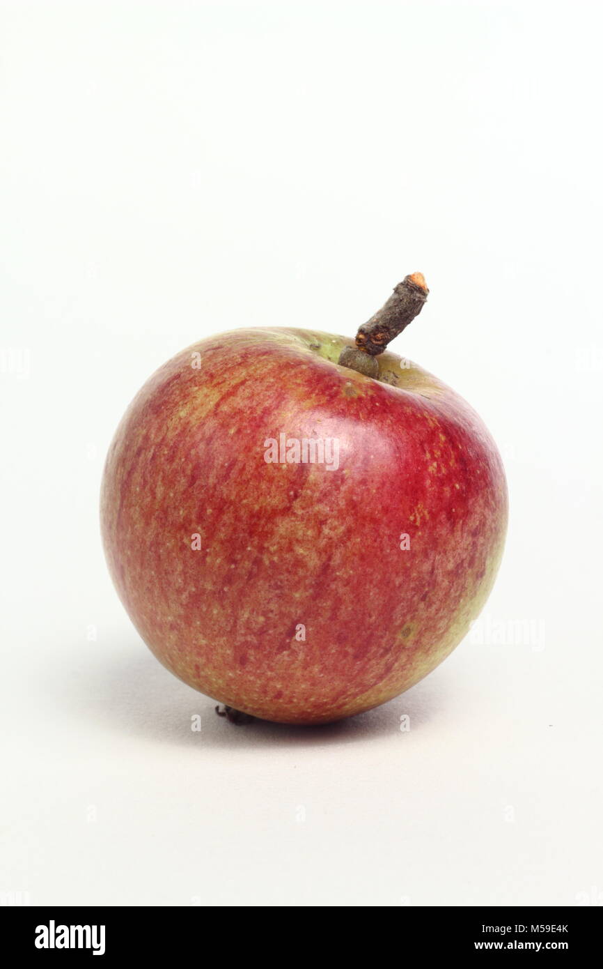 Malus domestica 'Epicure', also called 'Laxton's Epicure', an heirloom English apple variety, white background, UK Stock Photo