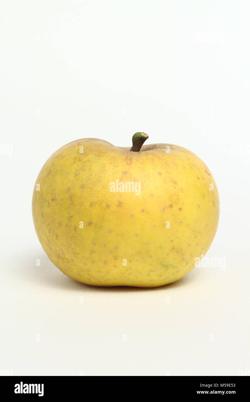 Malus domestica 'Orleans Reinette', an heirloom French apple variety. White background Stock Photo
