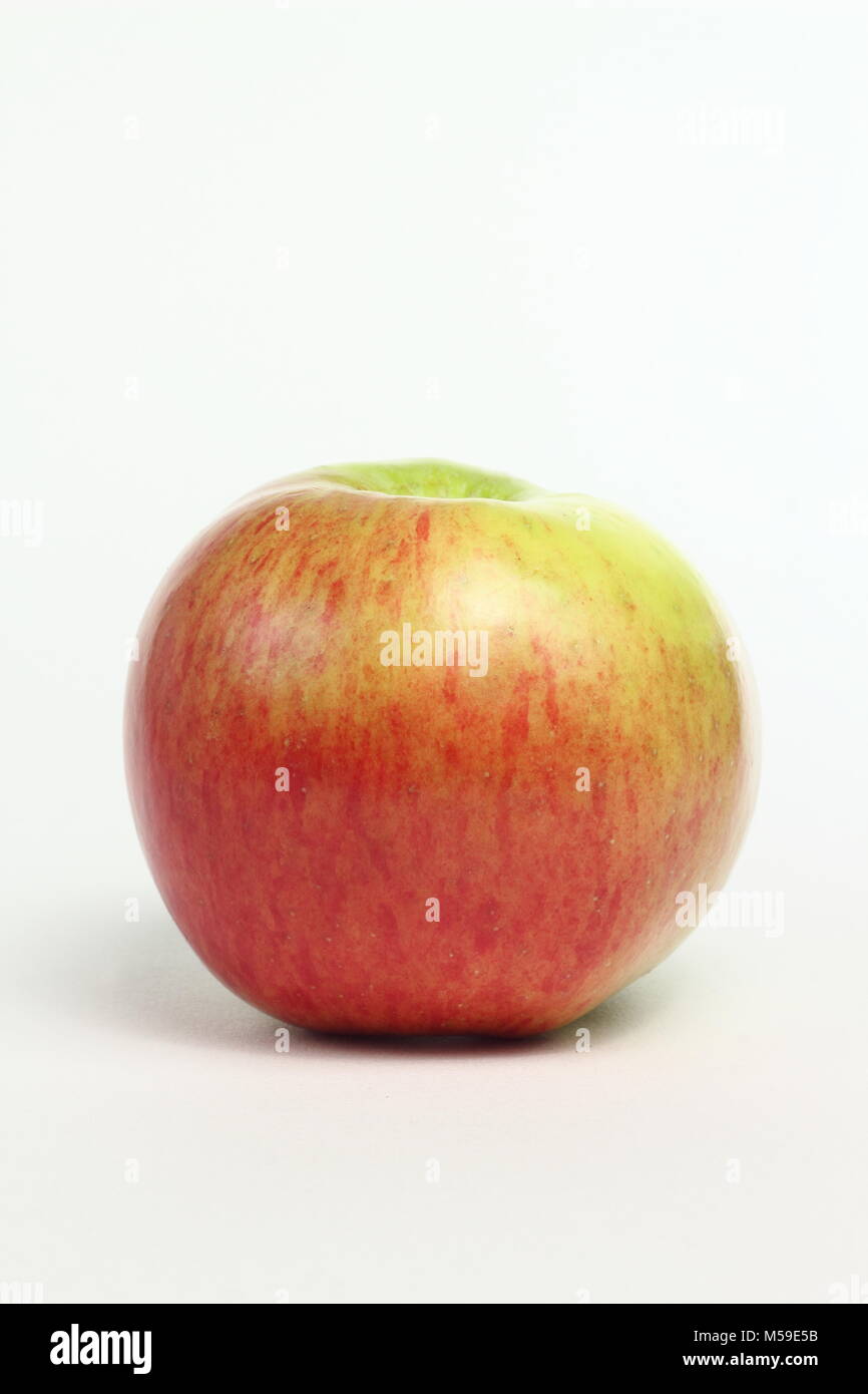 Malus domestica 'Bramleys Seedling', an English apple variety, white background, UK Stock Photo