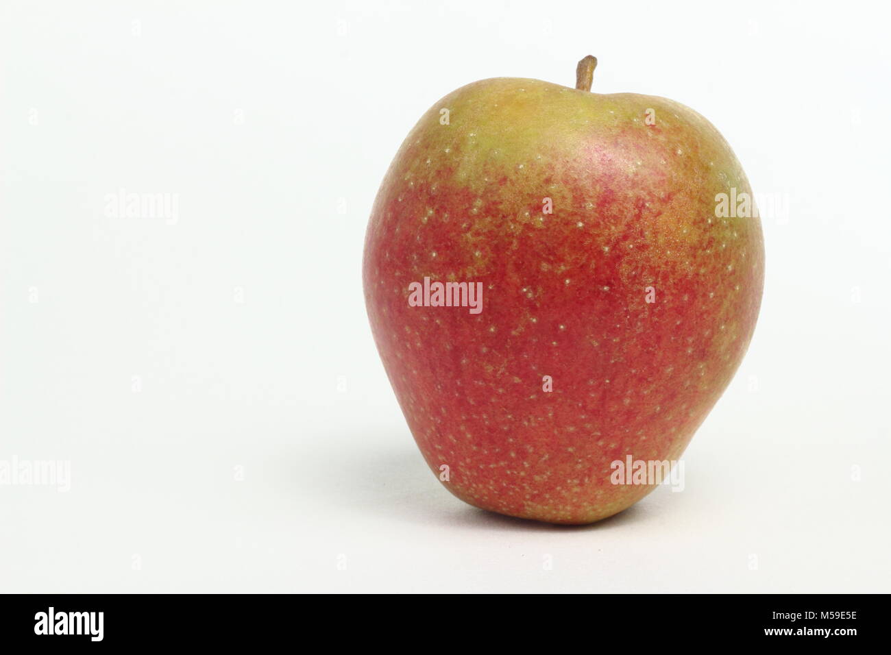 Malus domestica 'Adam's Pearmain', an English apple variety, white background, UK Stock Photo