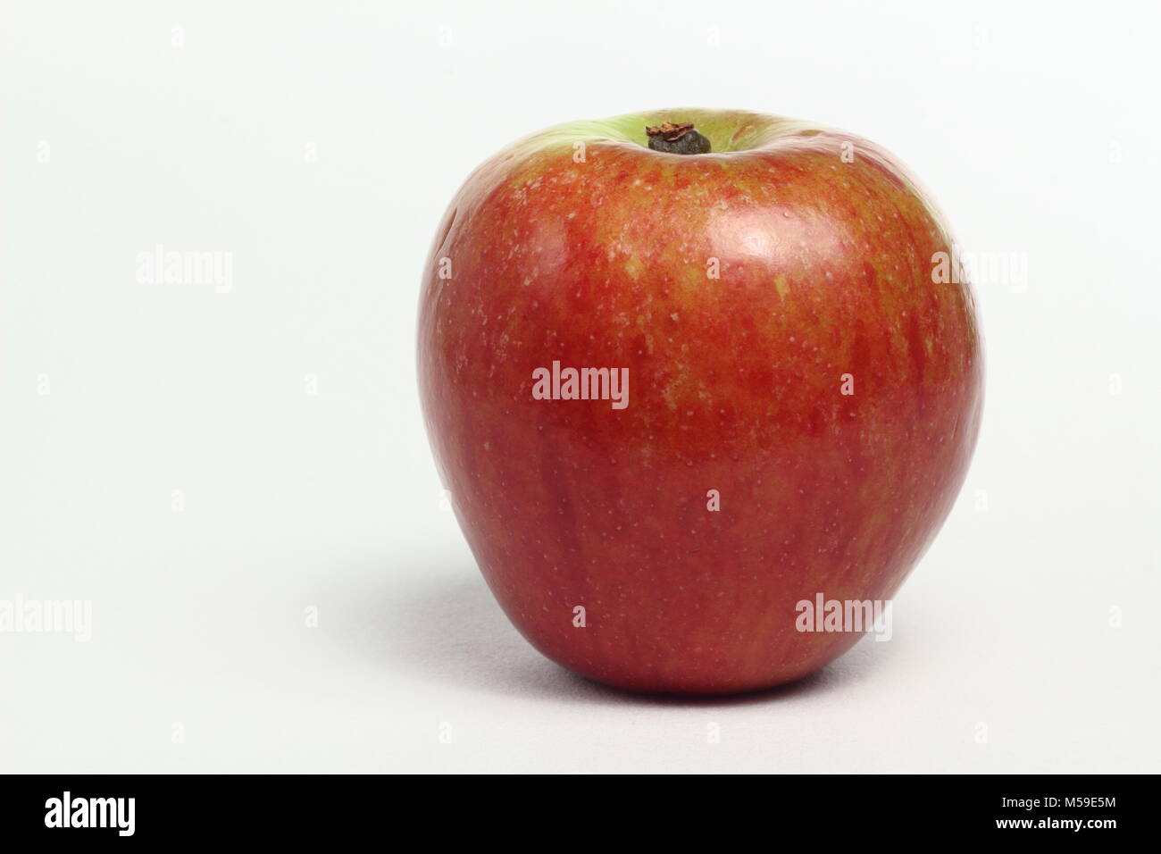 Malus domestica 'Cox's Orange Pippin', or simply 'Cox', an English apple variety, white background, UK Stock Photo