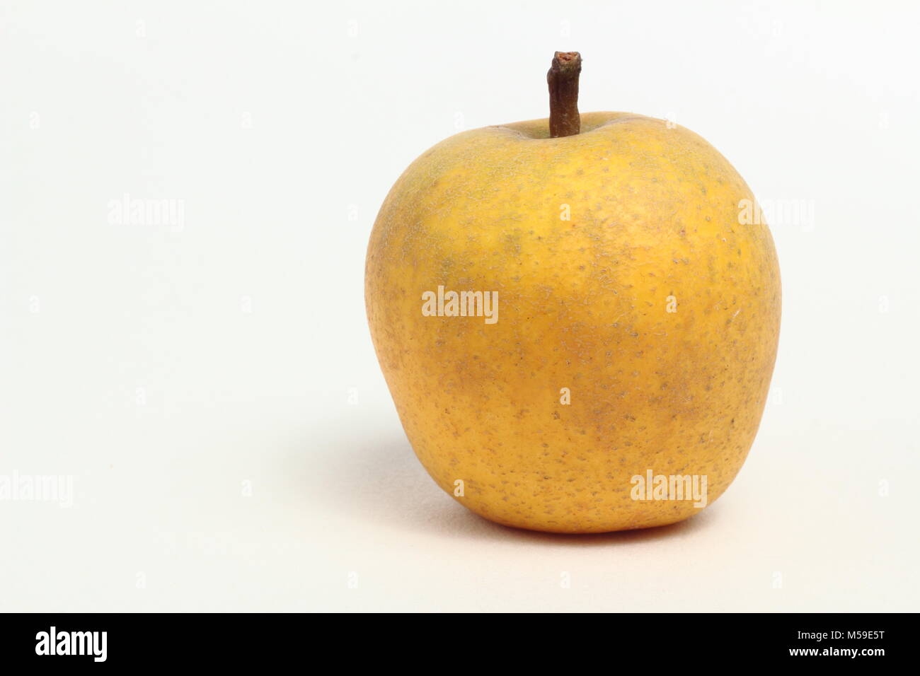 Malus domestica 'Pitmaston Pineapple', an heirloom English apple variety, white background, UK Stock Photo