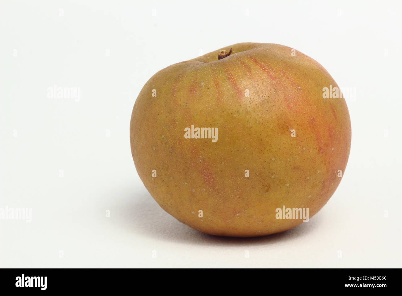 Malus domestica 'Egremont Russet', an heirloom English apple variety, white background, UK Stock Photo