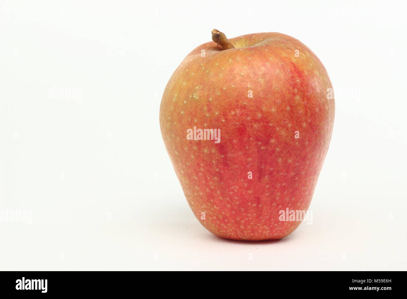 Malus domestica. Ribston Pippin apple variety, white background, UK Stock Photo