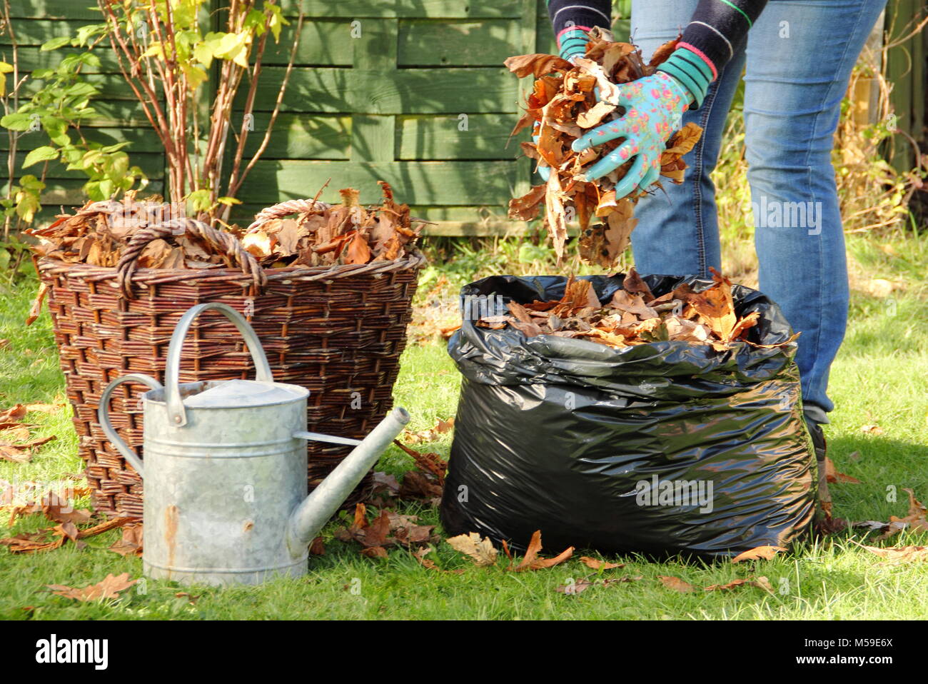 Making leaf mould step by step:1. Fallen autumn leaves are gathered into black plastic bin bags for rotting down to make leaf mould by female gardener Stock Photo