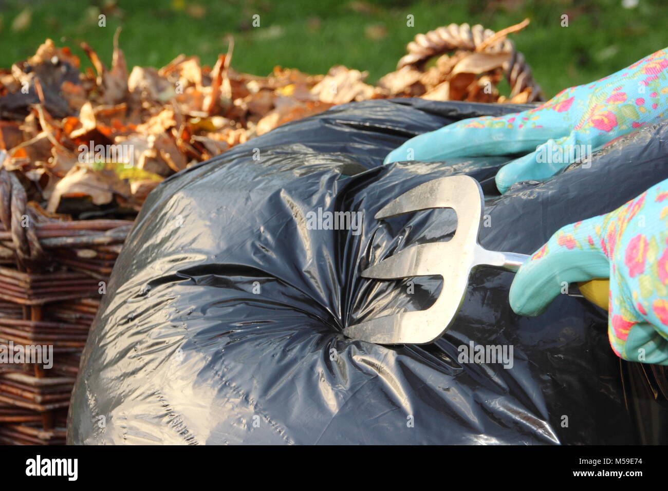 Making leaf mould step by step:3. Bin bags, filled with autumn leaves, are punctured to allow contents to breathe and rot down into leaf mould, UK Stock Photo