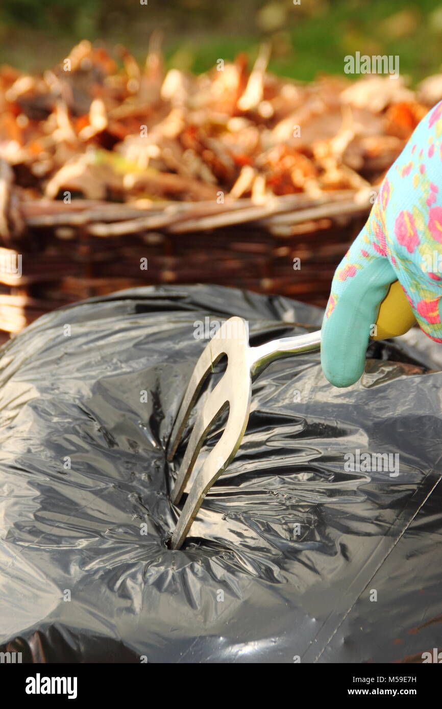 Making leaf mould step by step:3. Bin bags, filled with autumn leaves, are punctured to allow contents to breathe and rot down into leaf mould, UK Stock Photo