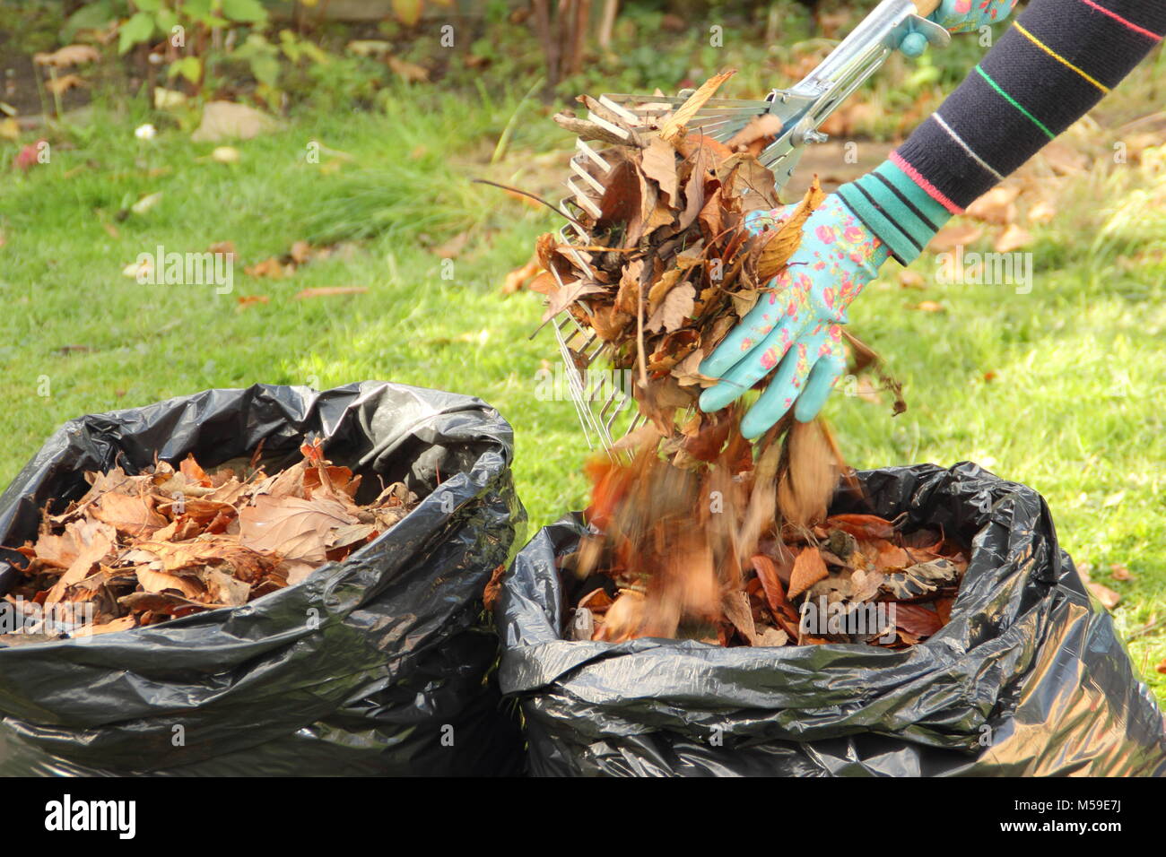Making leaf mould step by step:1. Fallen autumn leaves are gathered into black plastic bin bags for rotting down to make leaf mould by female gardener Stock Photo