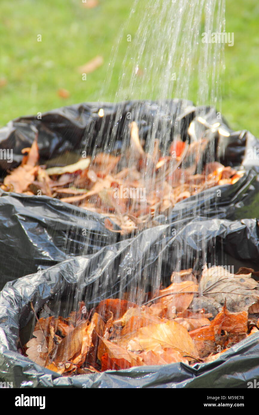 Making leaf mould step by step:2. Fallen autumn leaves gathered into black plastic bin bags are moistened to aid rotting down into leaf mould, UK Stock Photo