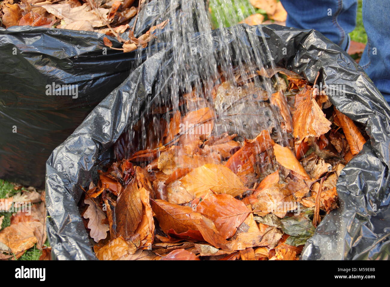 Making leaf mould step by step:2. Fallen autumn leaves gathered into black plastic bin bags are moistened to aid rotting down into leaf mould, UK Stock Photo