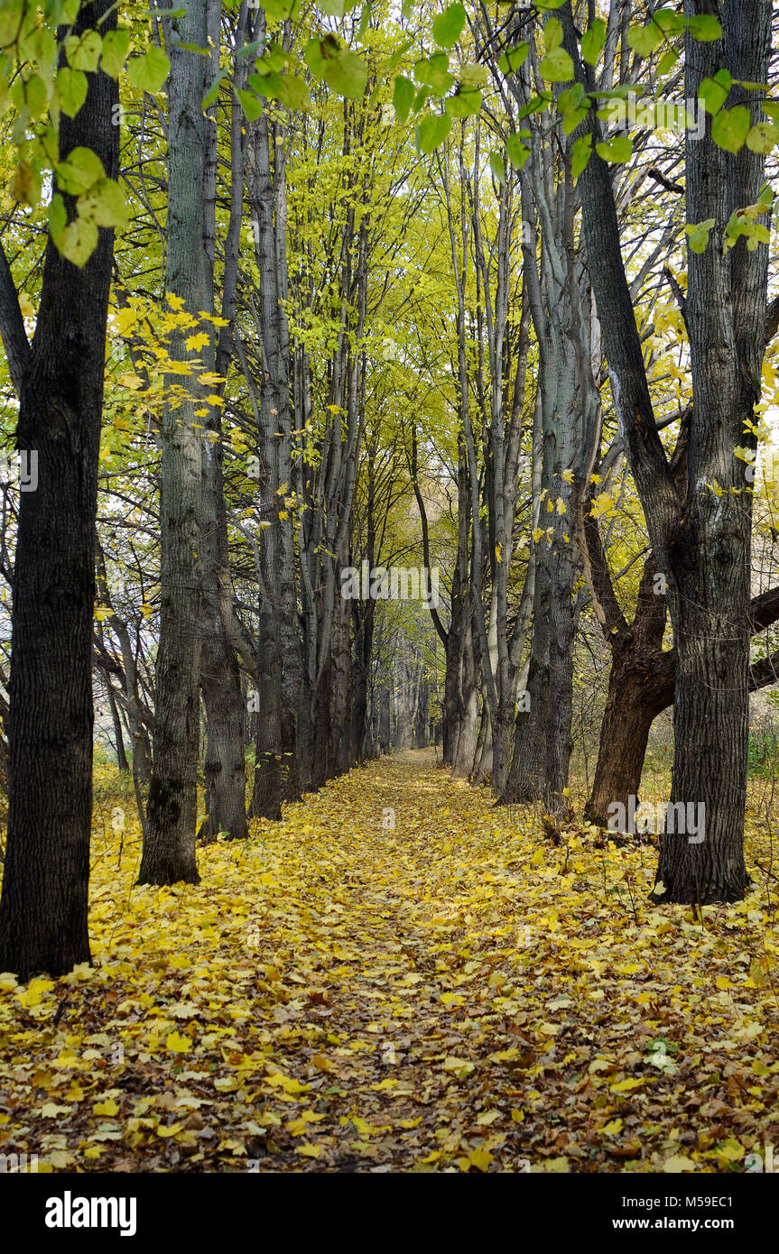 Autumn alley in the park Stock Photo - Alamy