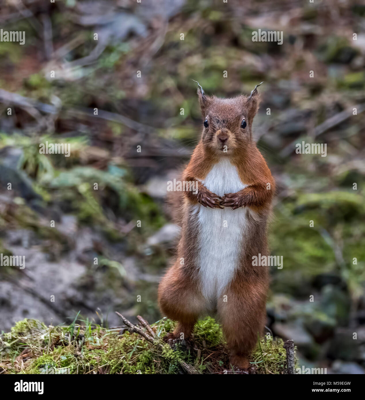 Red Squirrel standing up with paws clasped together looking at the camera in the Yorkshire Dales, UK Stock Photo