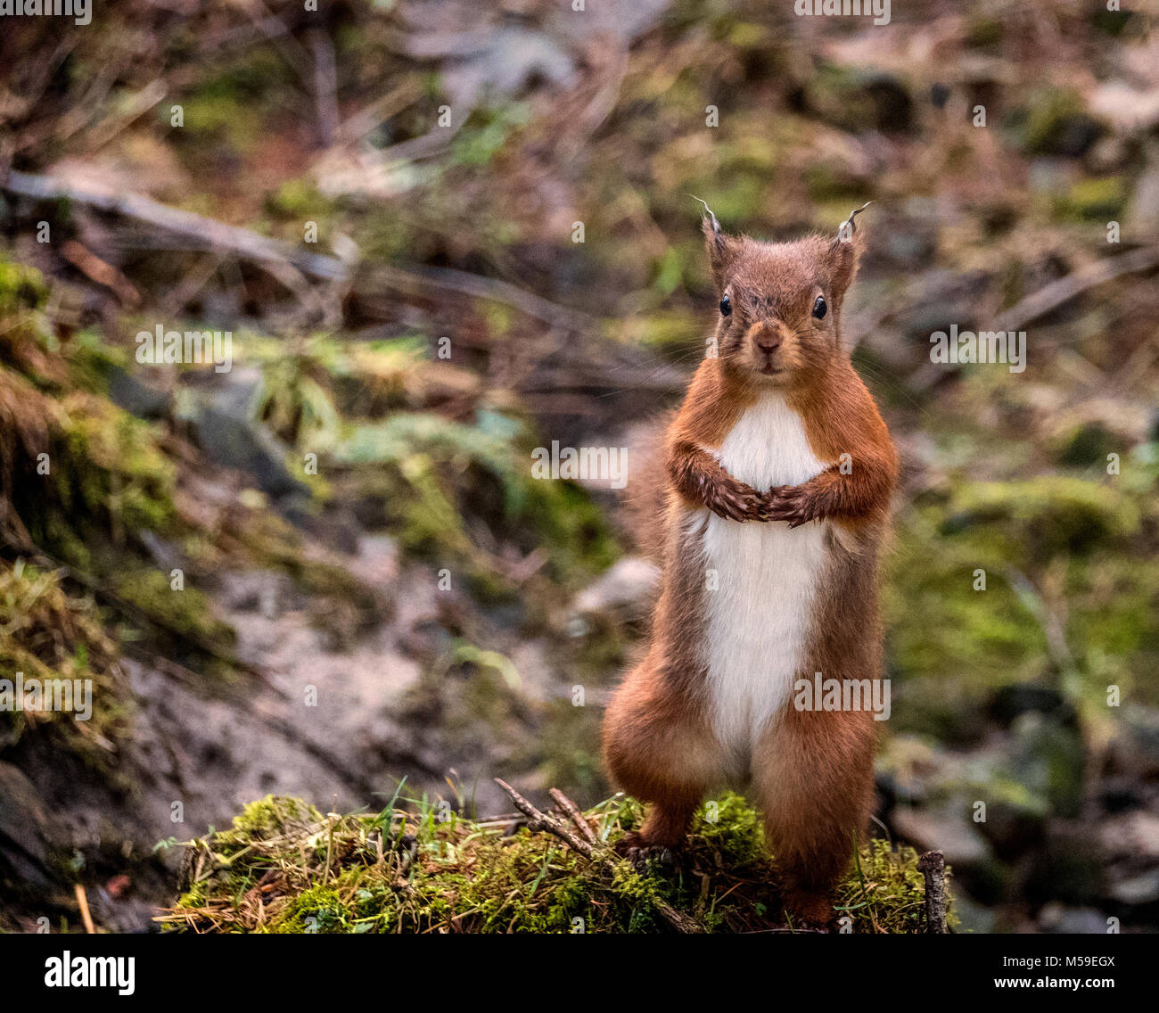 Red Squirrel standing up with paws clasped together looking at the camera in the Yorkshire Dales, UK Stock Photo