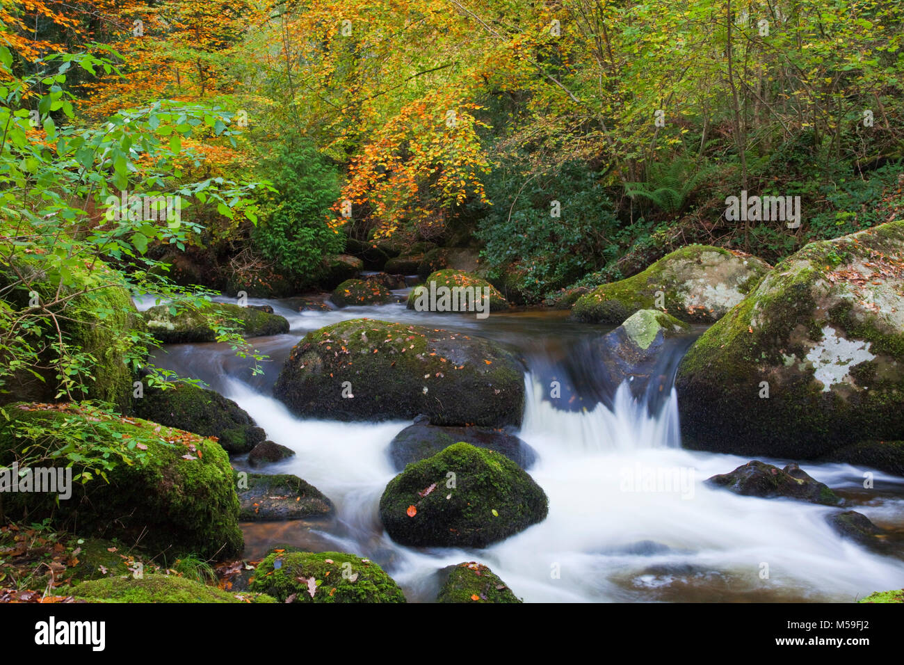 Becka Brook near Manaton in autumn Dartmoor Devon Stock Photo