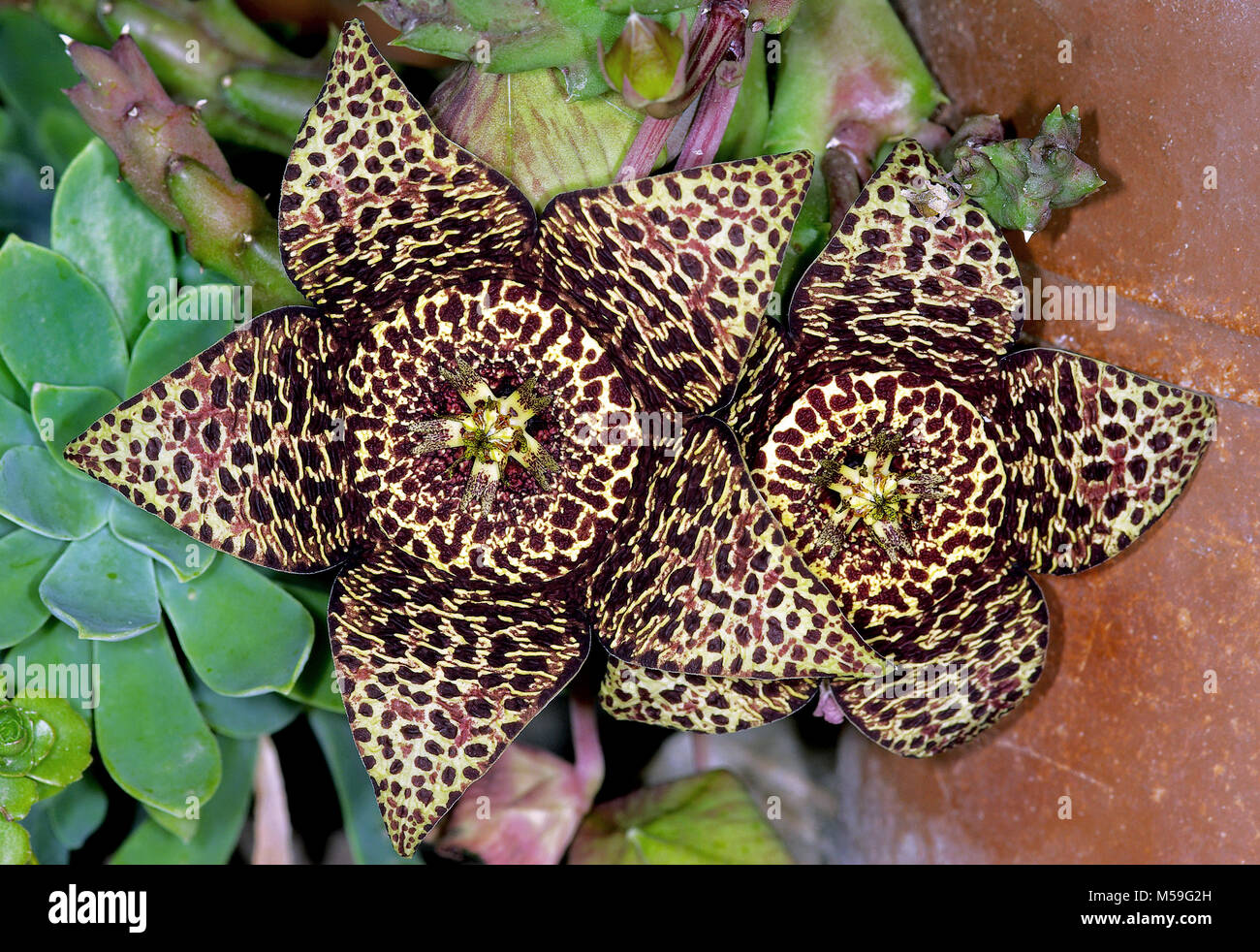Orbea variegata, a foul smelling carrion flowers Stock Photo
