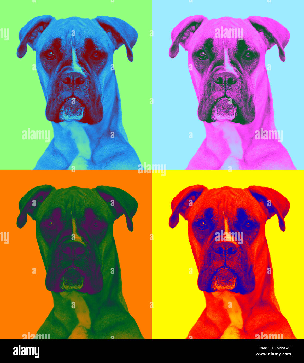 attentive dog in pop-art style (three bright colors Stock Photo - Alamy, image size:1164x1390