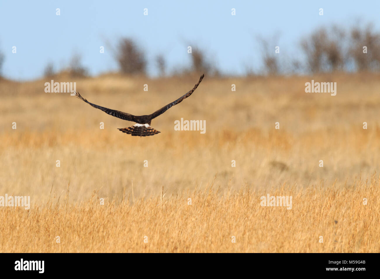 A Northern Harrier flying over the grassland towards the tree line at ...