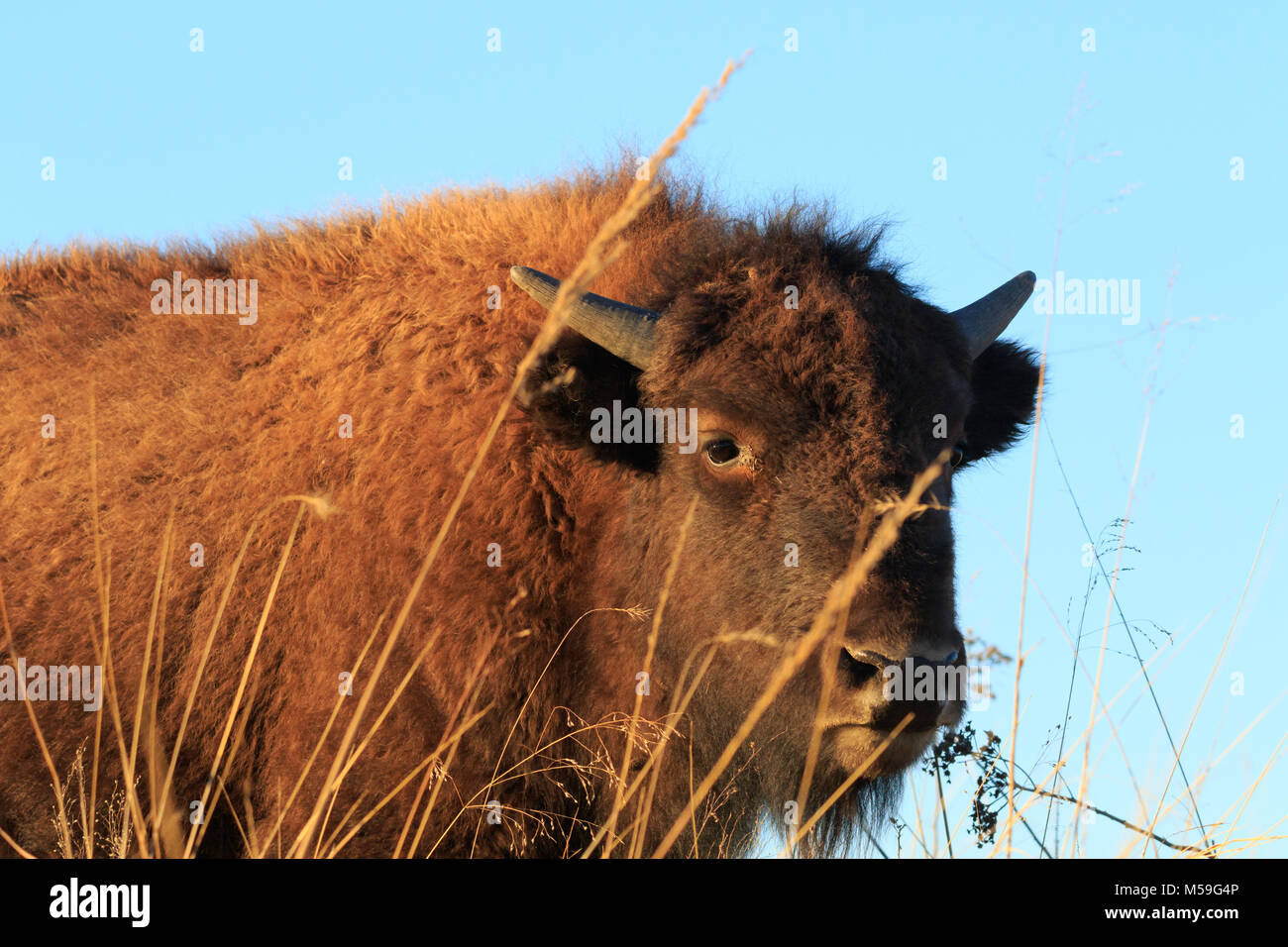 An American Bison lifts his head to look around the Tallgrass Prairie Preserve located in Pawkuska, Oklahoma 2018 Stock Photo